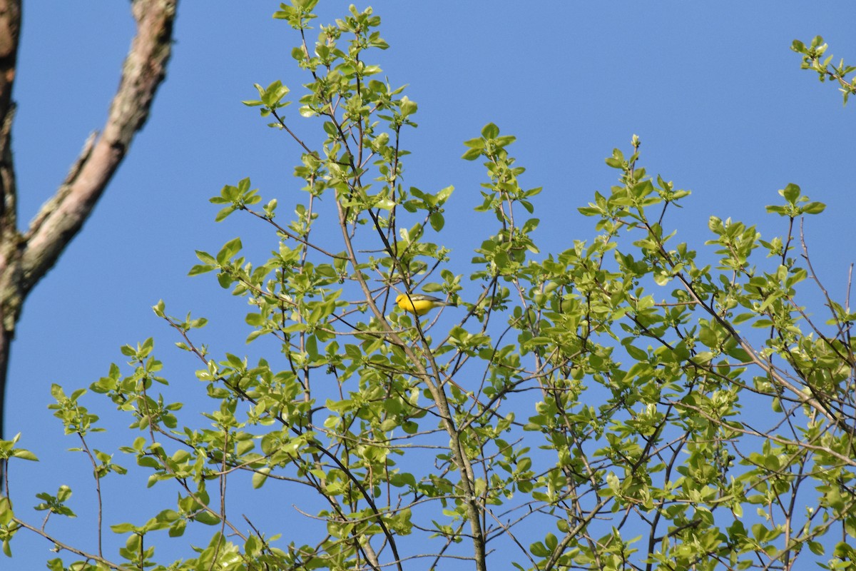 Blue-winged Warbler - ML635168415