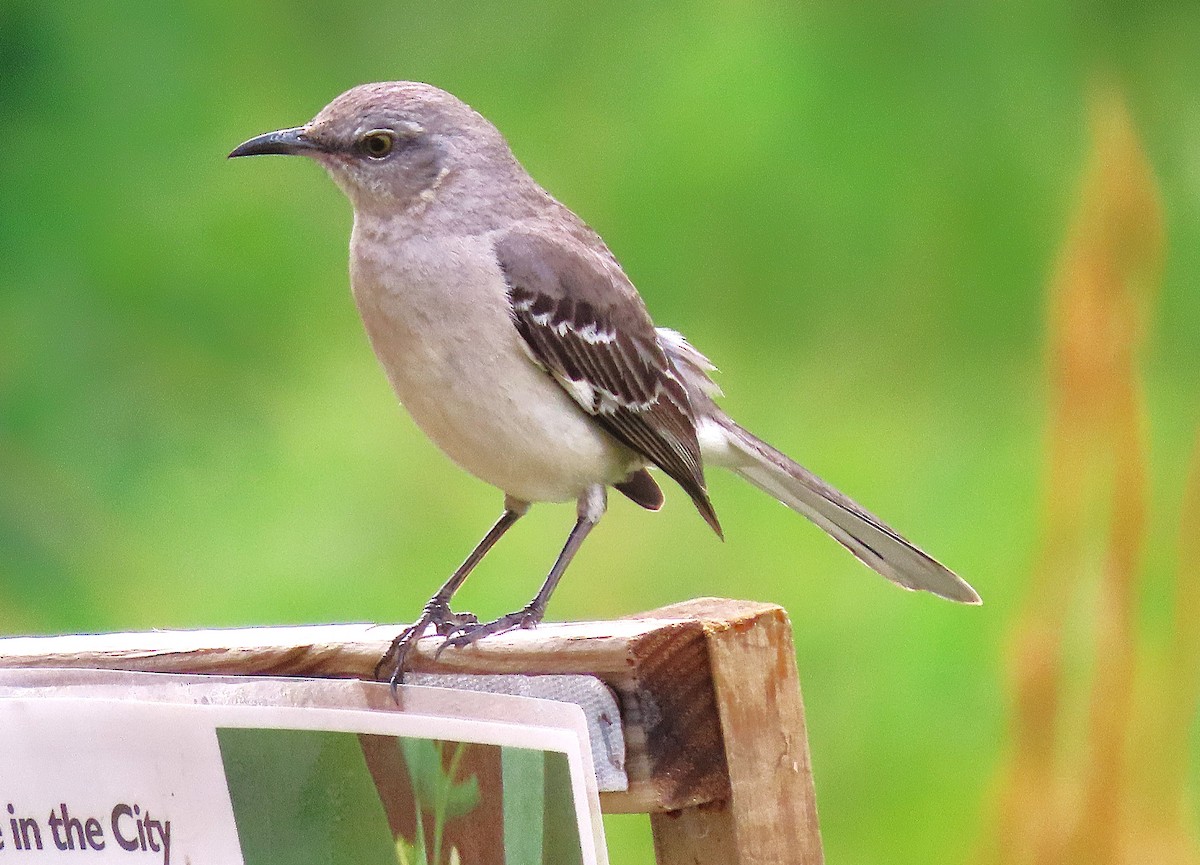 Northern Mockingbird - ML635168447