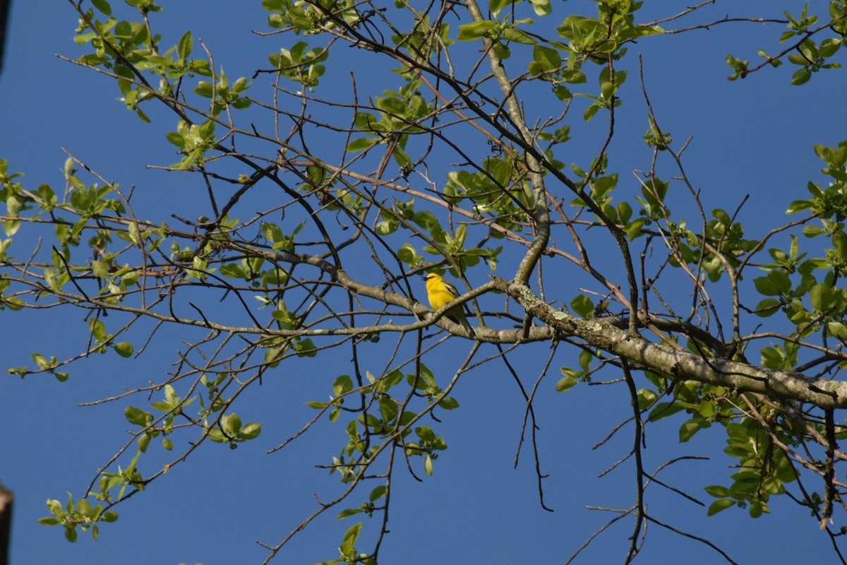 Blue-winged Warbler - ML635168448