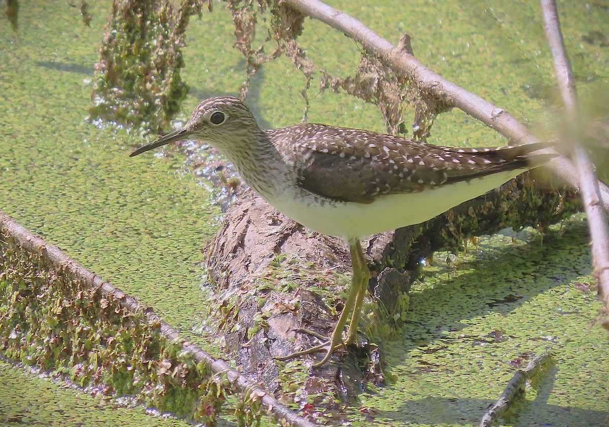 Solitary Sandpiper - ML635168454
