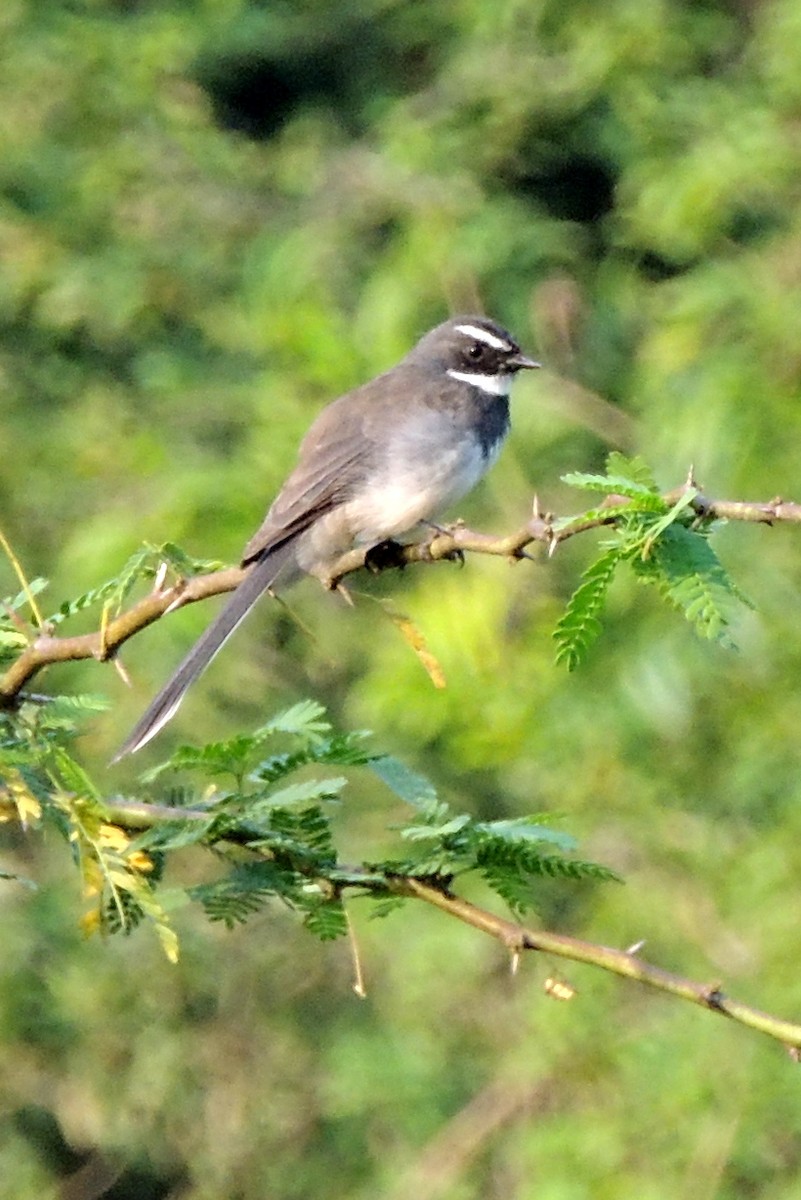 Spot-breasted Fantail - ML635168490