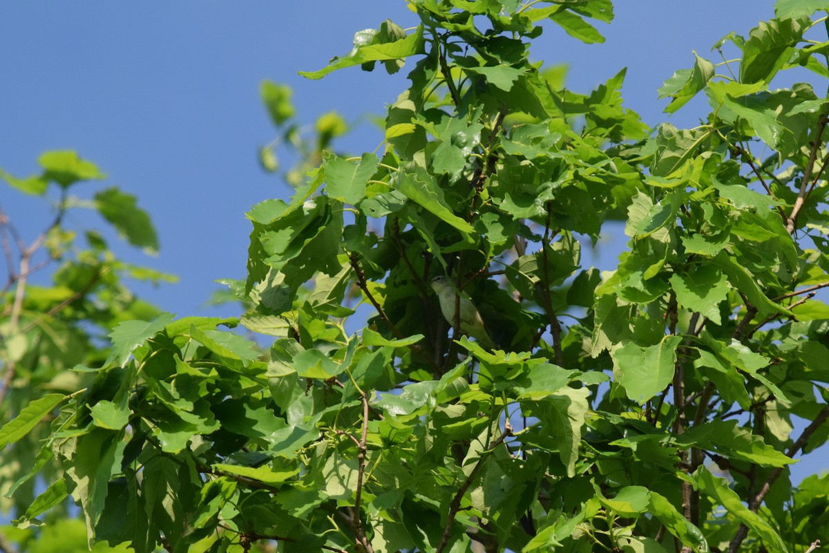 Tennessee Warbler - ML635168498