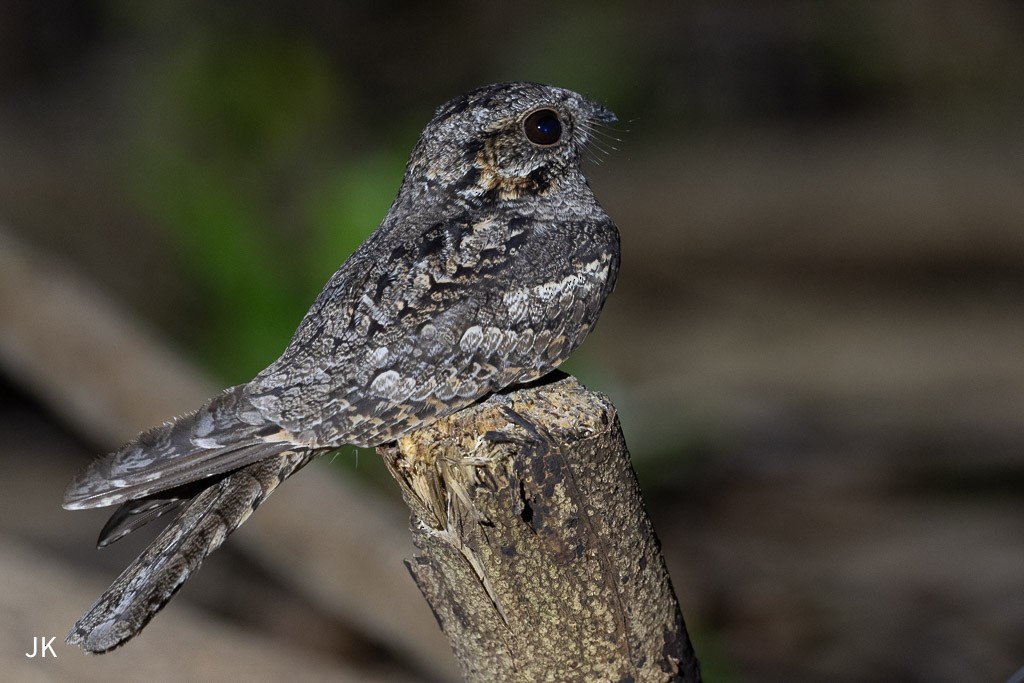 Jerdon's Nightjar - ML635168511
