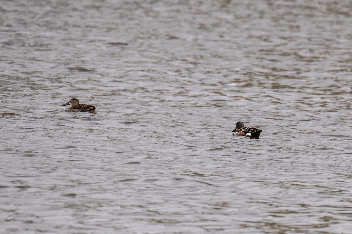 Blue-winged Teal - ML635168519