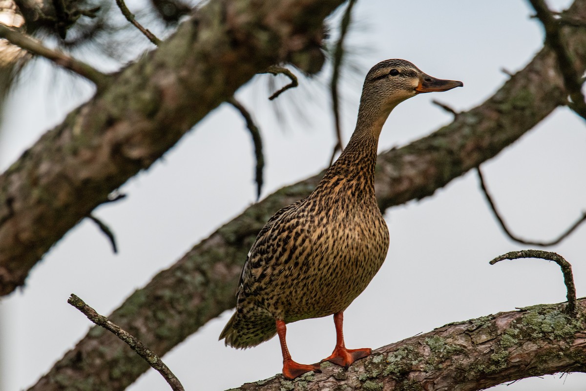 Mallard - ML635168550
