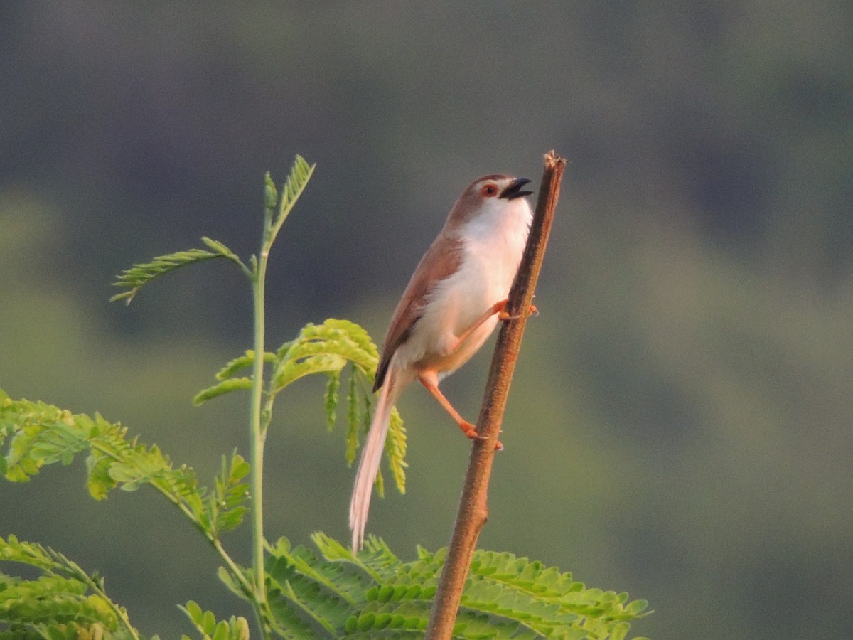 Yellow-eyed Babbler - ML635168561