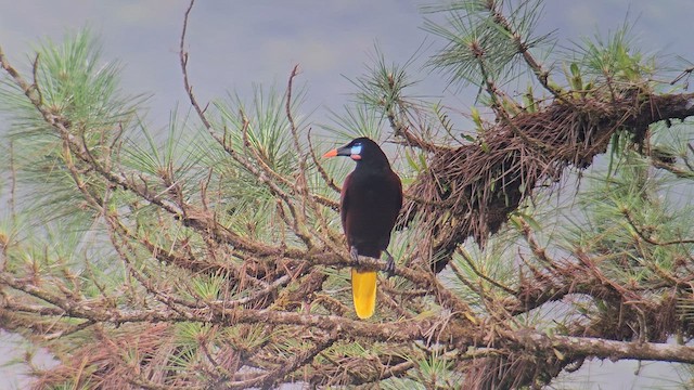 Cassique de Montezuma - ML635168564