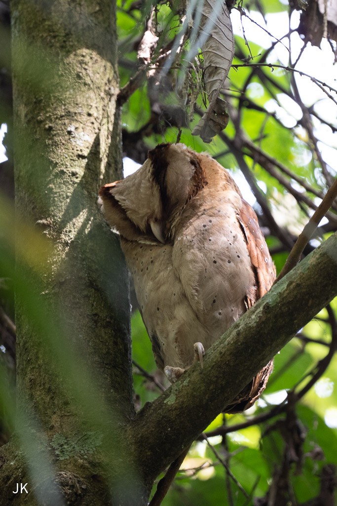 Sri Lanka Bay-Owl - ML635168567
