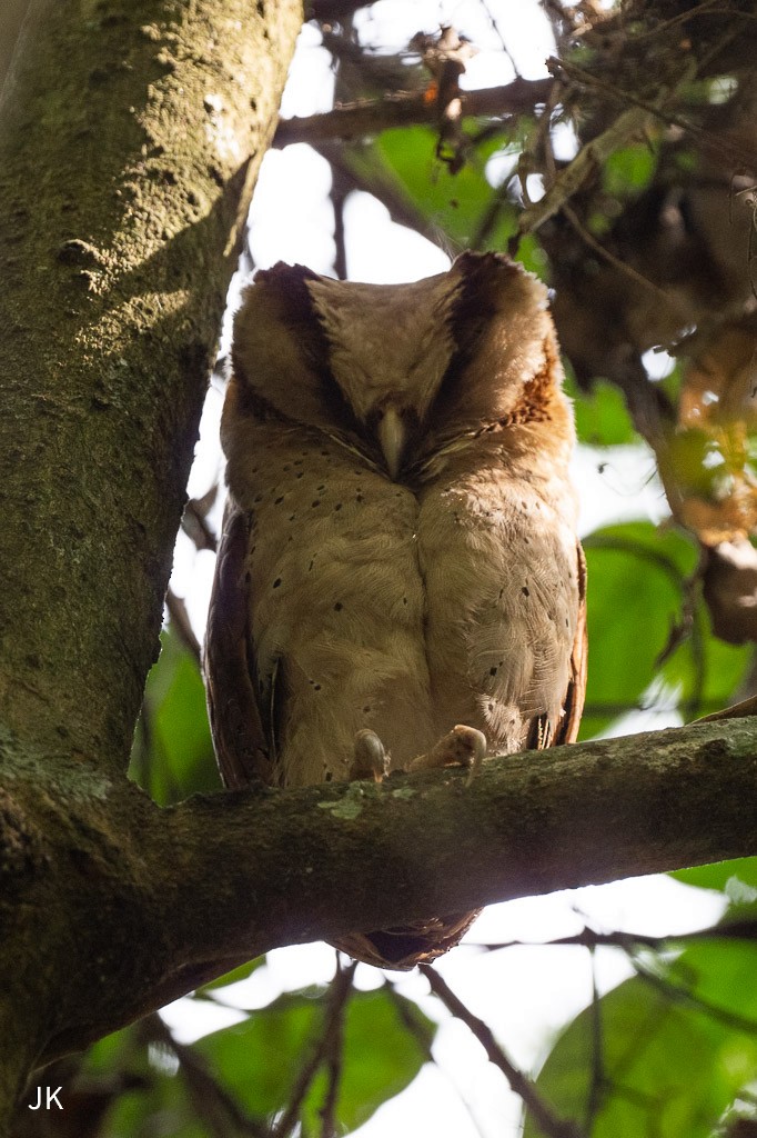 Sri Lanka Bay-Owl - ML635168568