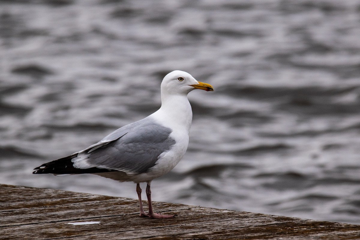 American Herring Gull - ML635168569