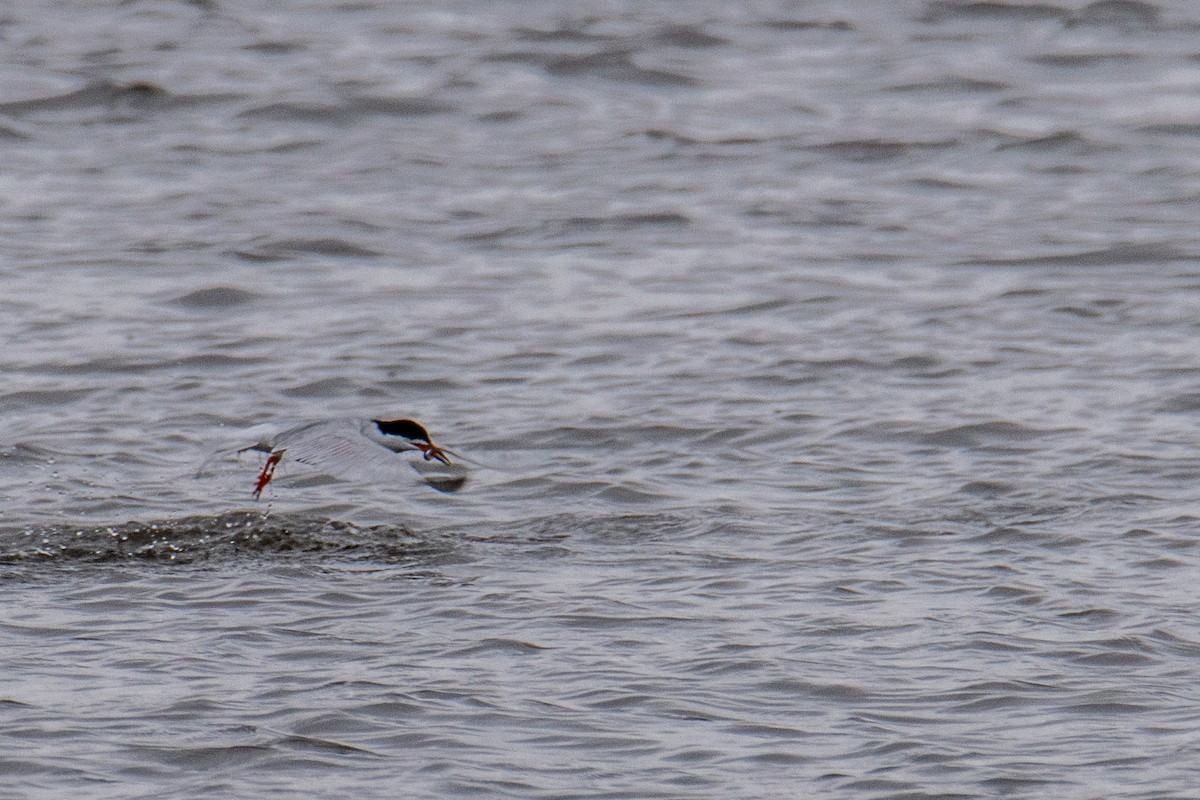 Forster's Tern - ML635168582