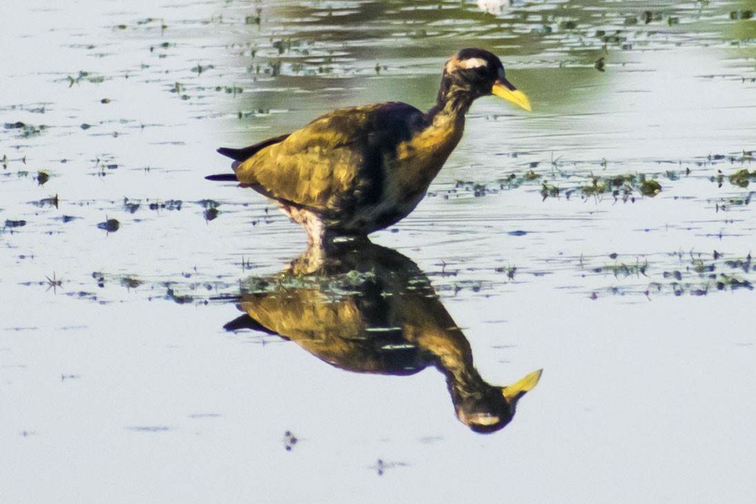 Bronze-winged Jacana - ML635168609