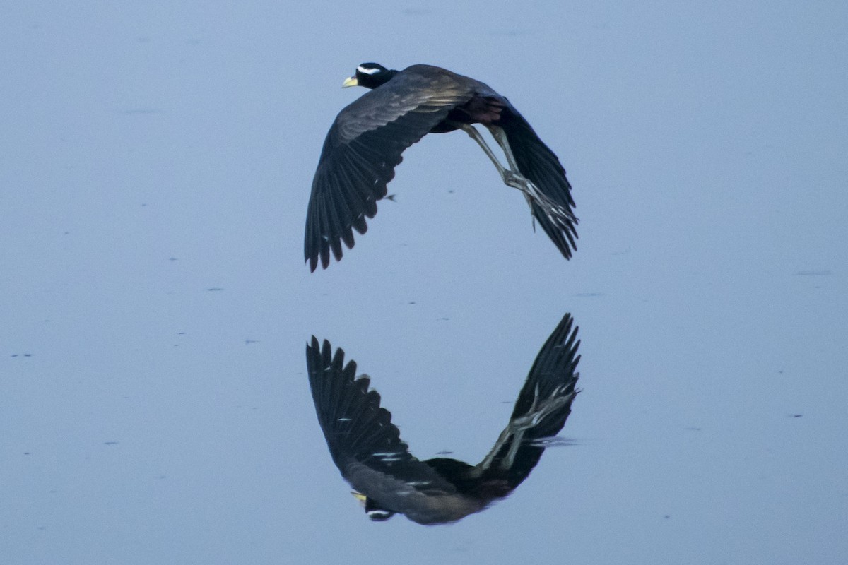 Bronze-winged Jacana - ML635168610