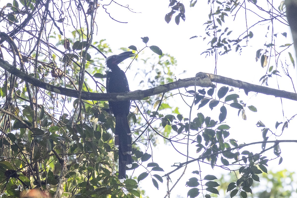 Eastern Long-tailed Hornbill - ML635168620
