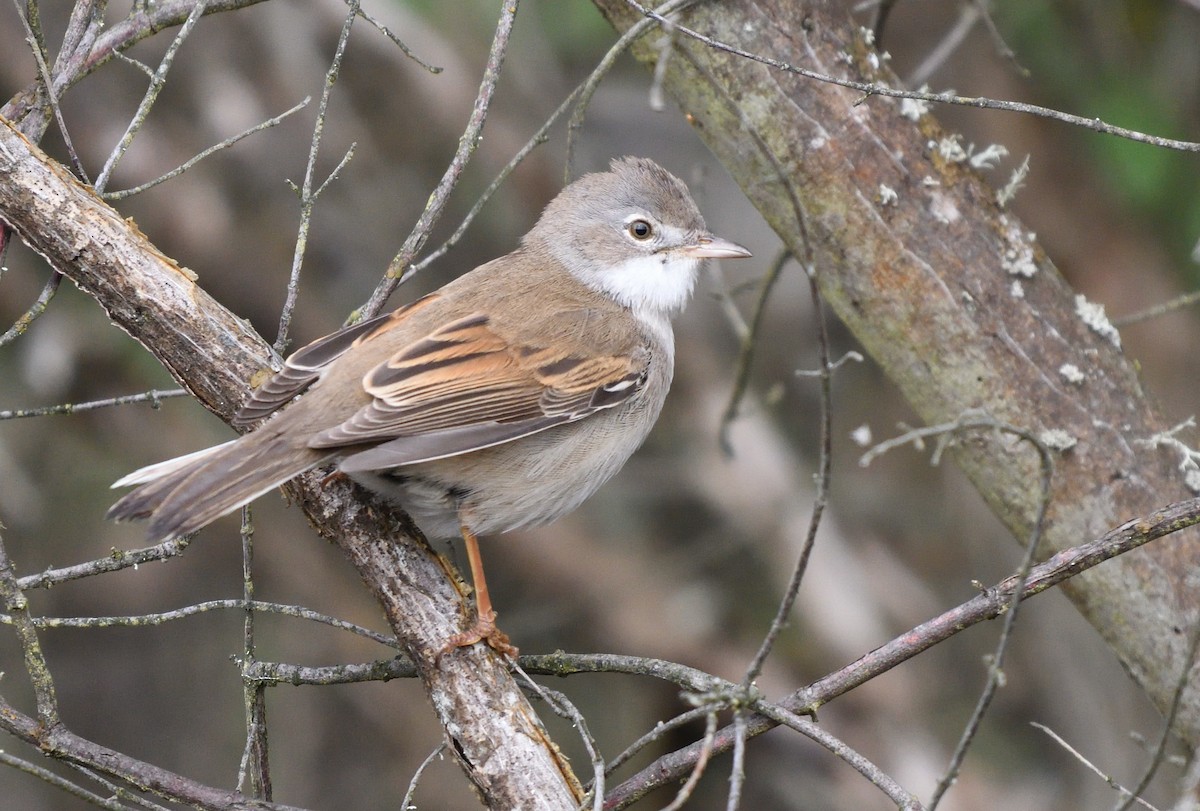 Greater Whitethroat - ML635168632