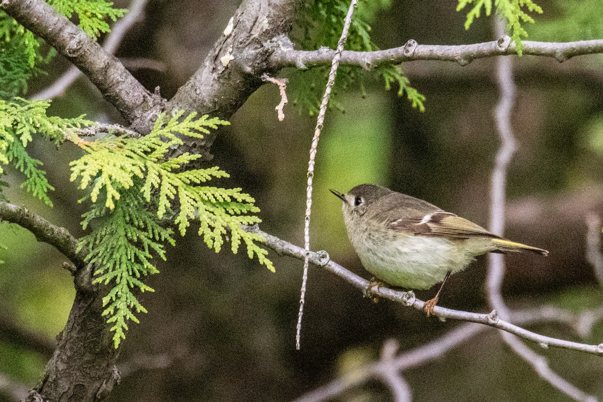 Ruby-crowned Kinglet - ML635168642
