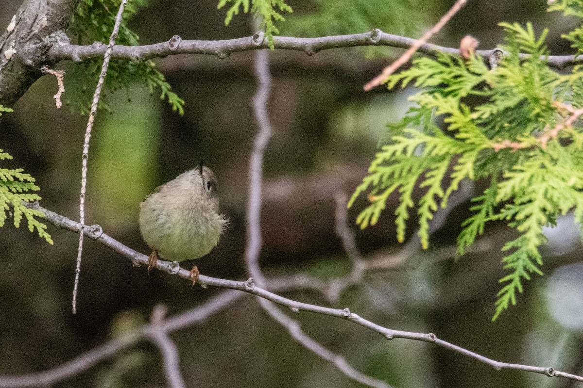 Ruby-crowned Kinglet - ML635168643