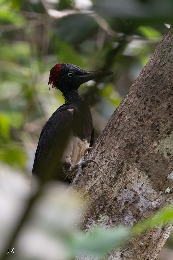 White-bellied Woodpecker - ML635168675