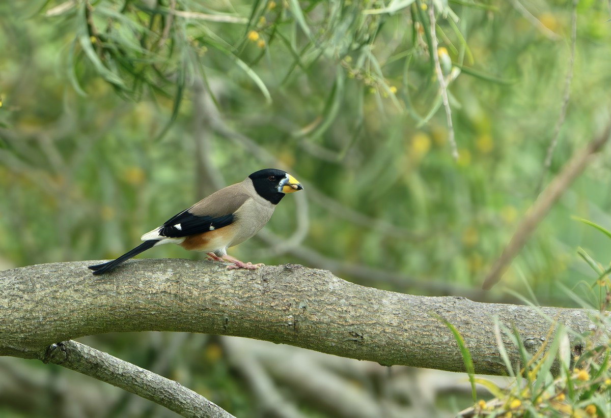 Yellow-billed Grosbeak - ML635168687