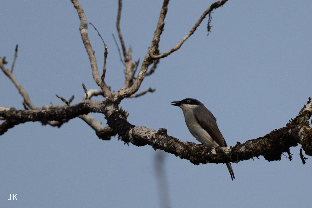 Malabar Woodshrike - ML635168714