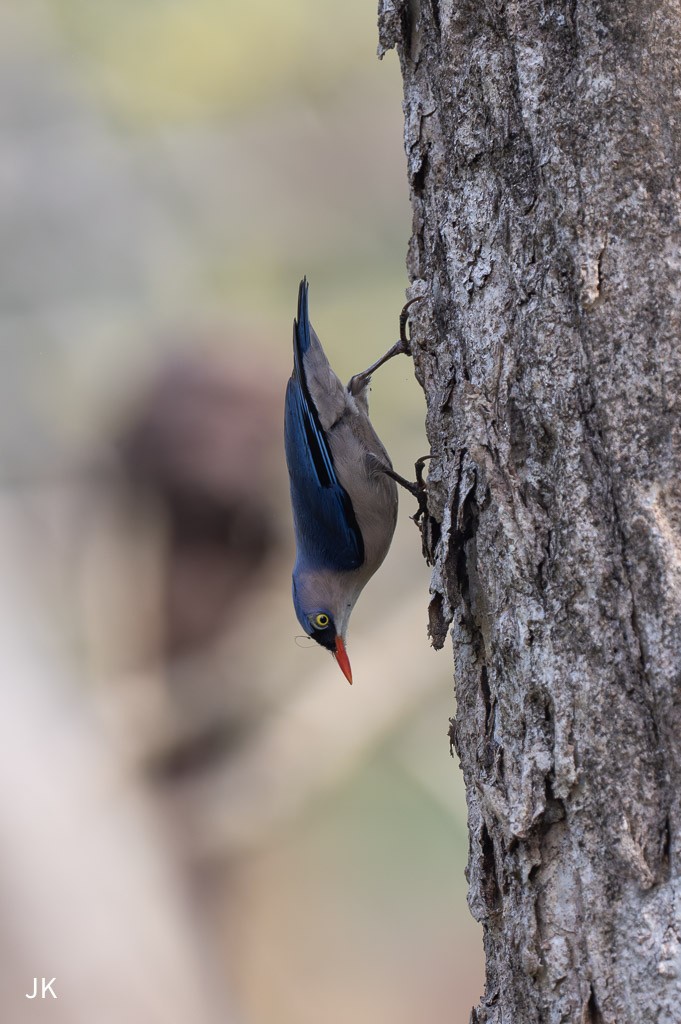 Velvet-fronted Nuthatch - ML635168807
