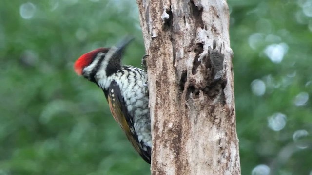 Black-rumped Flameback - ML635168825
