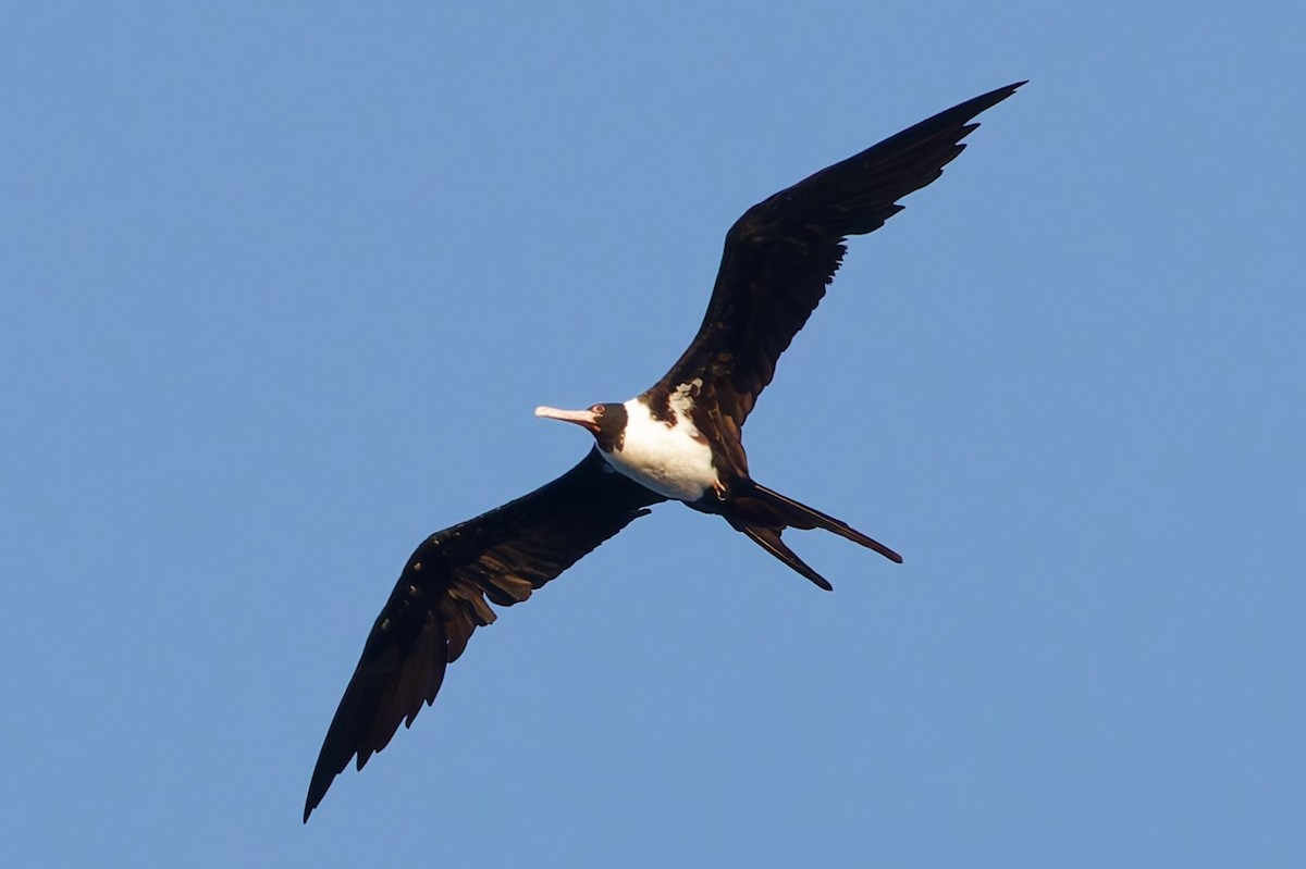 Christmas Island Frigatebird - ML635168882
