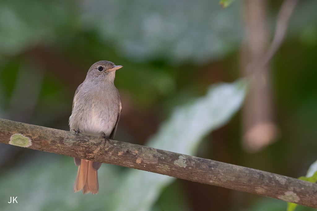 Rusty-tailed Flycatcher - ML635168906