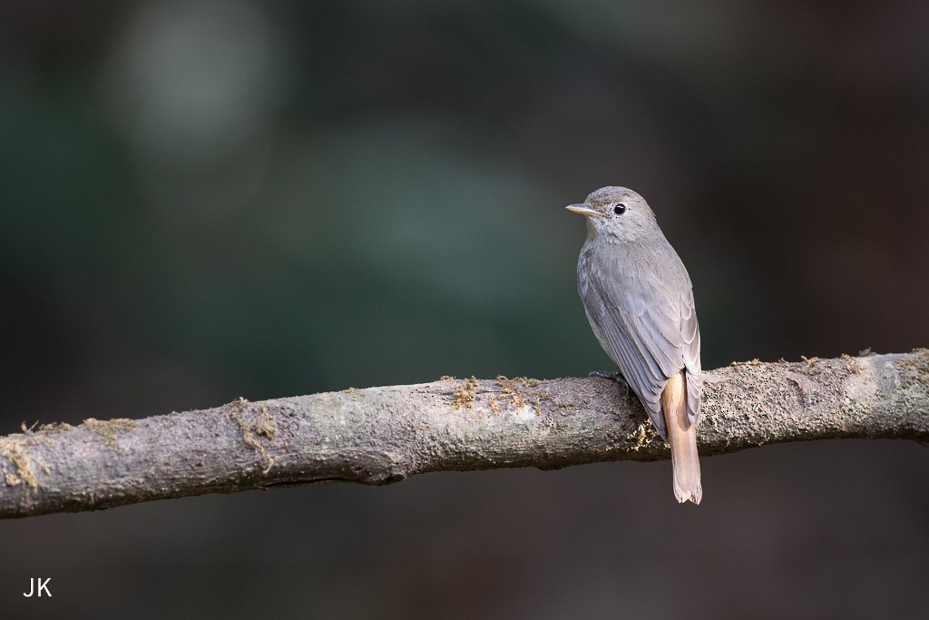 Rusty-tailed Flycatcher - ML635168907