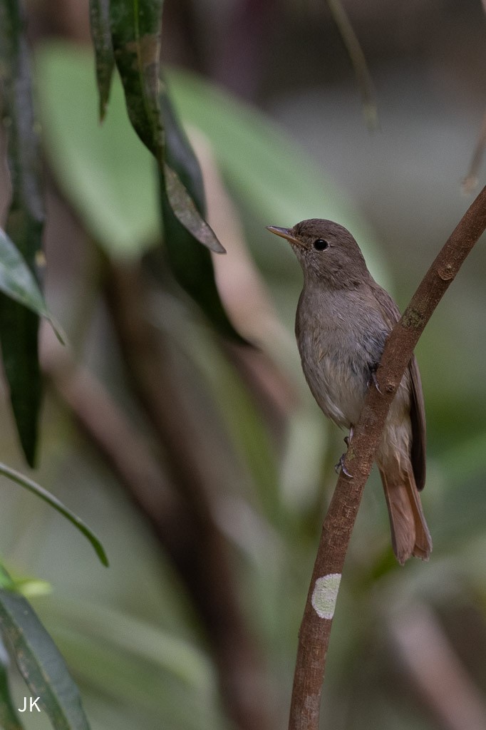 Rusty-tailed Flycatcher - ML635168908