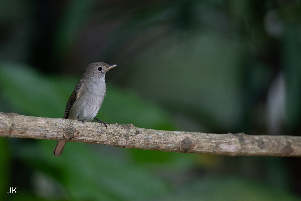 Rusty-tailed Flycatcher - ML635168909