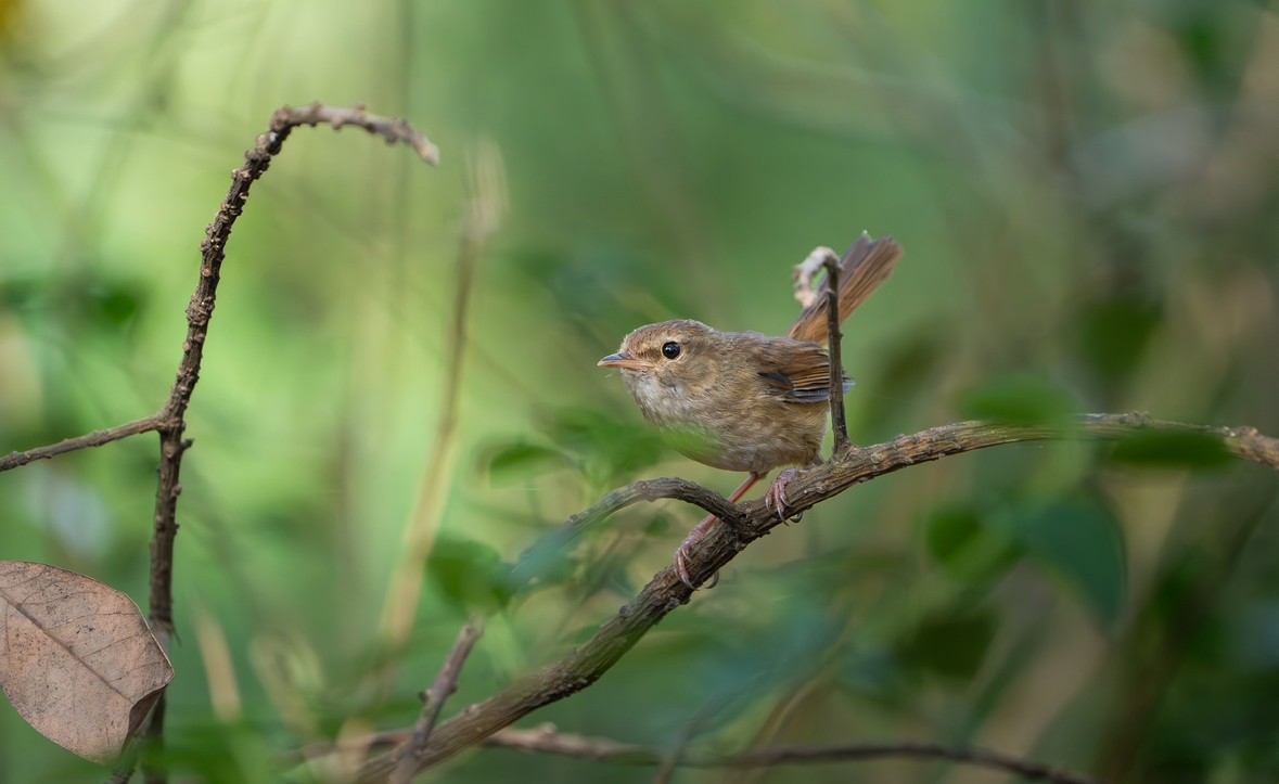 Brownish-flanked Bush Warbler - ML635168966