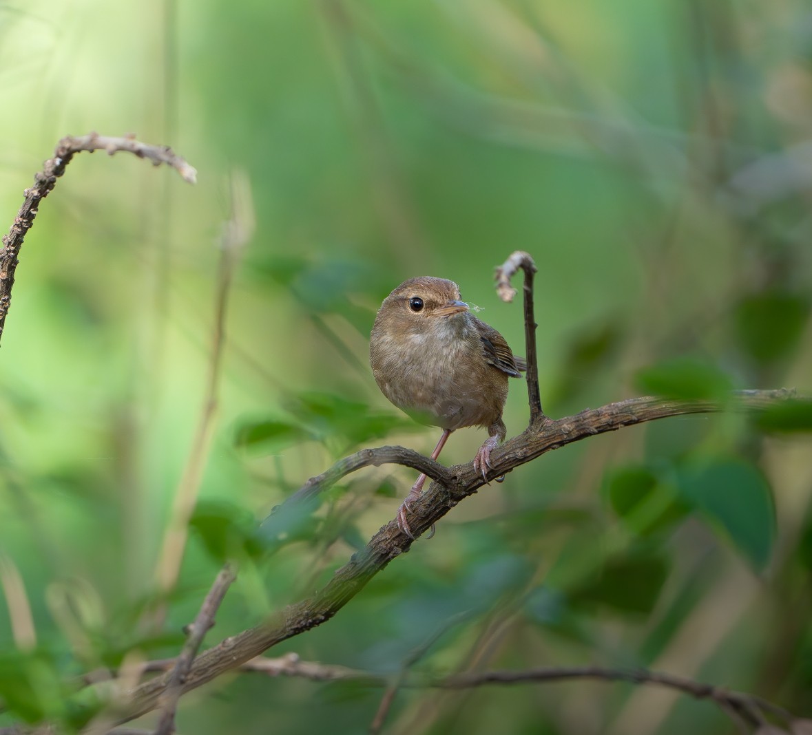 Brownish-flanked Bush Warbler - ML635168967