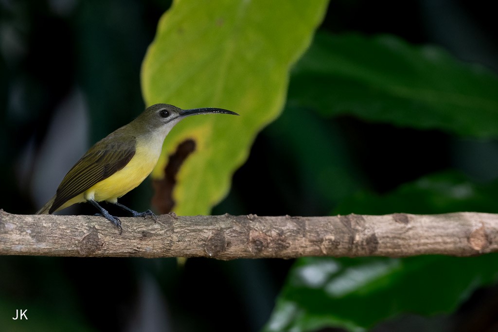 Little Spiderhunter - ML635168990