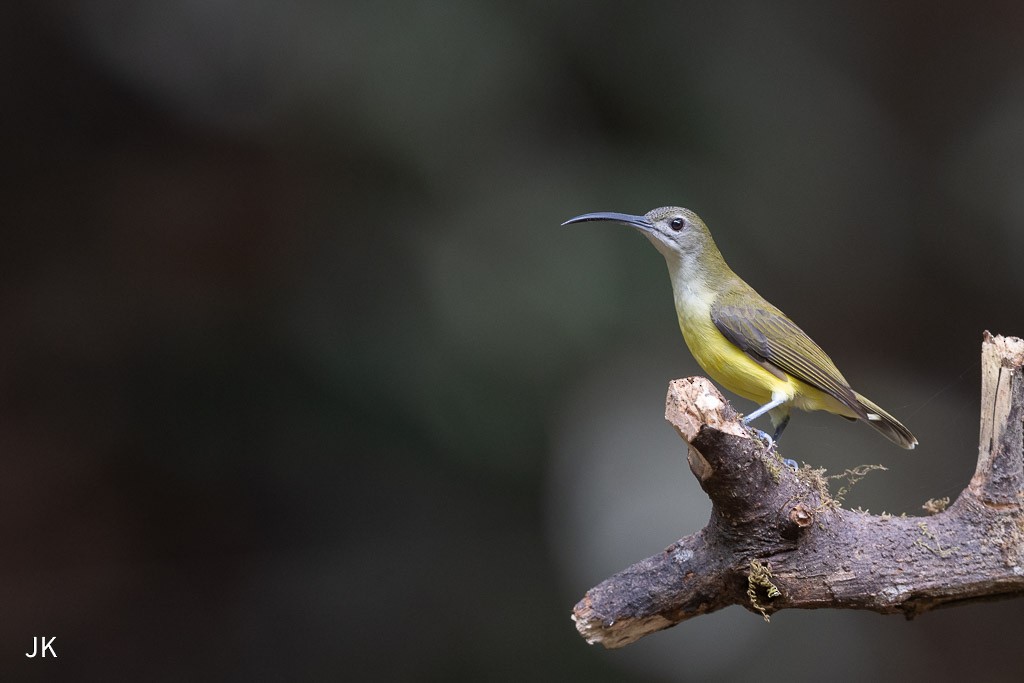 Little Spiderhunter - ML635168991