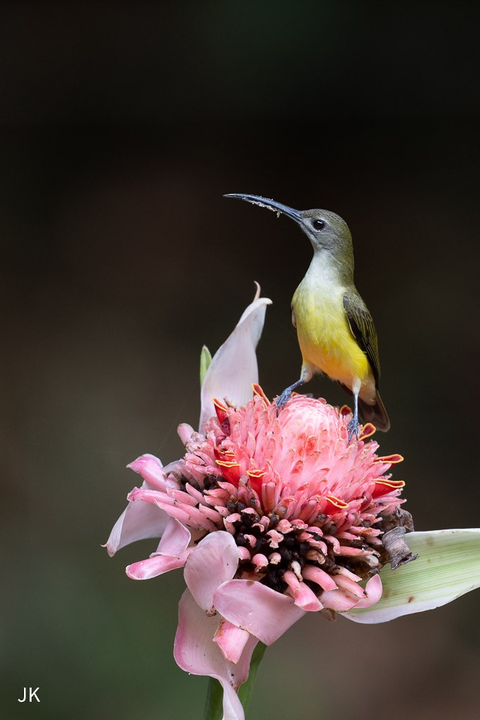 Little Spiderhunter - ML635168992