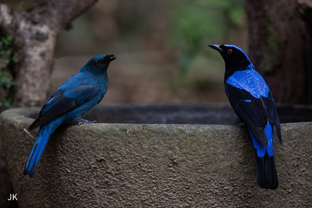 Asian Fairy-bluebird - ML635169000