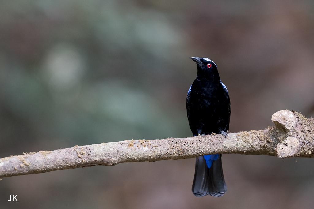 Asian Fairy-bluebird - ML635169001