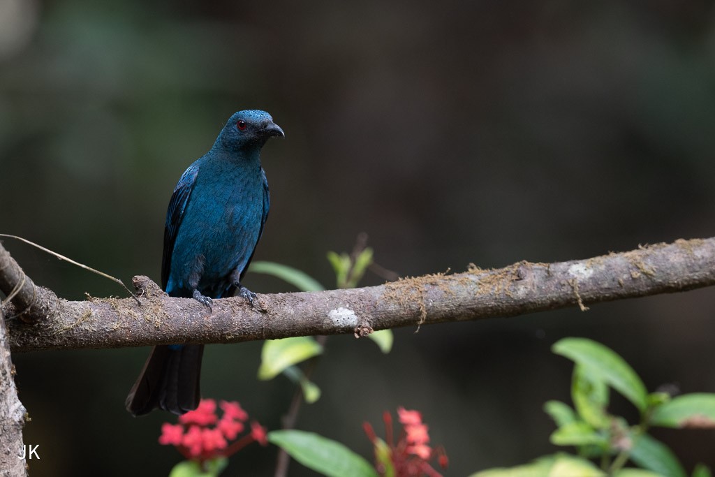 Asian Fairy-bluebird - ML635169002
