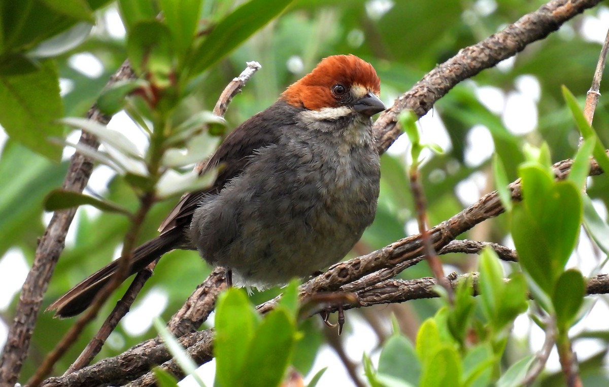 Rufous-eared Brushfinch - ML635169014