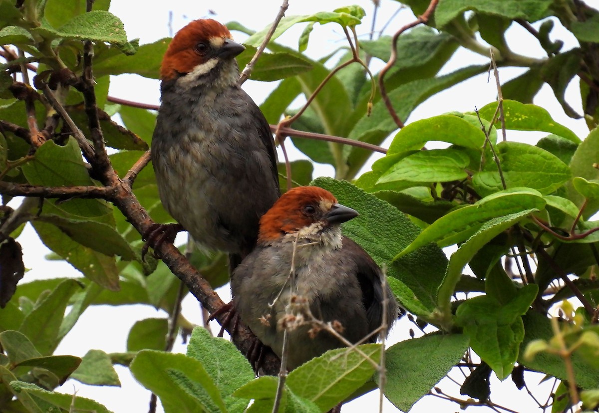 Rufous-eared Brushfinch - ML635169015