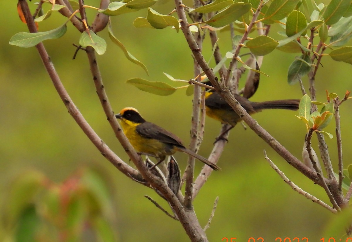 Yellow-breasted Brushfinch - ML635169021