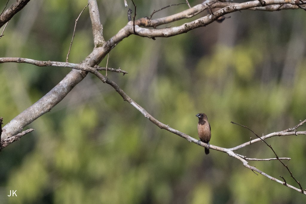 Black-throated Munia - ML635169026
