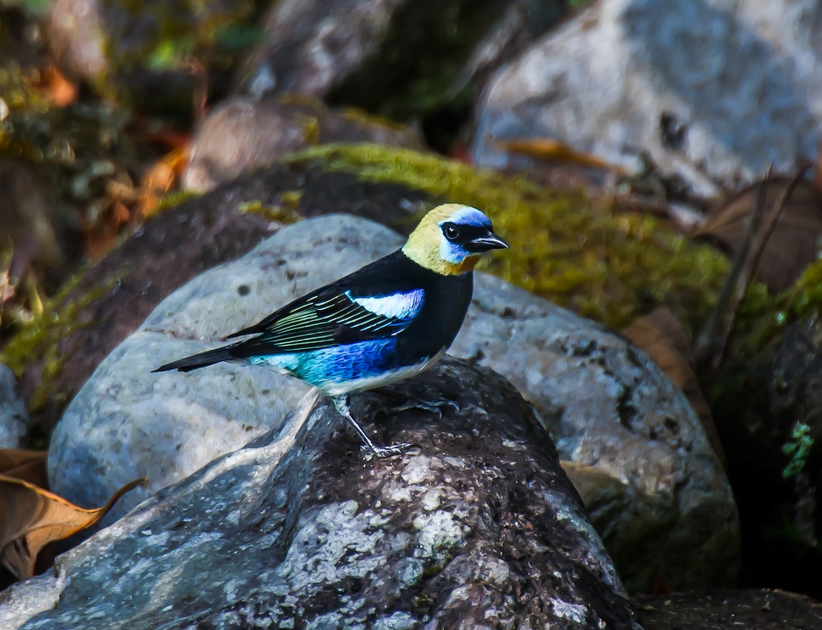 Golden-hooded Tanager - ML635169119
