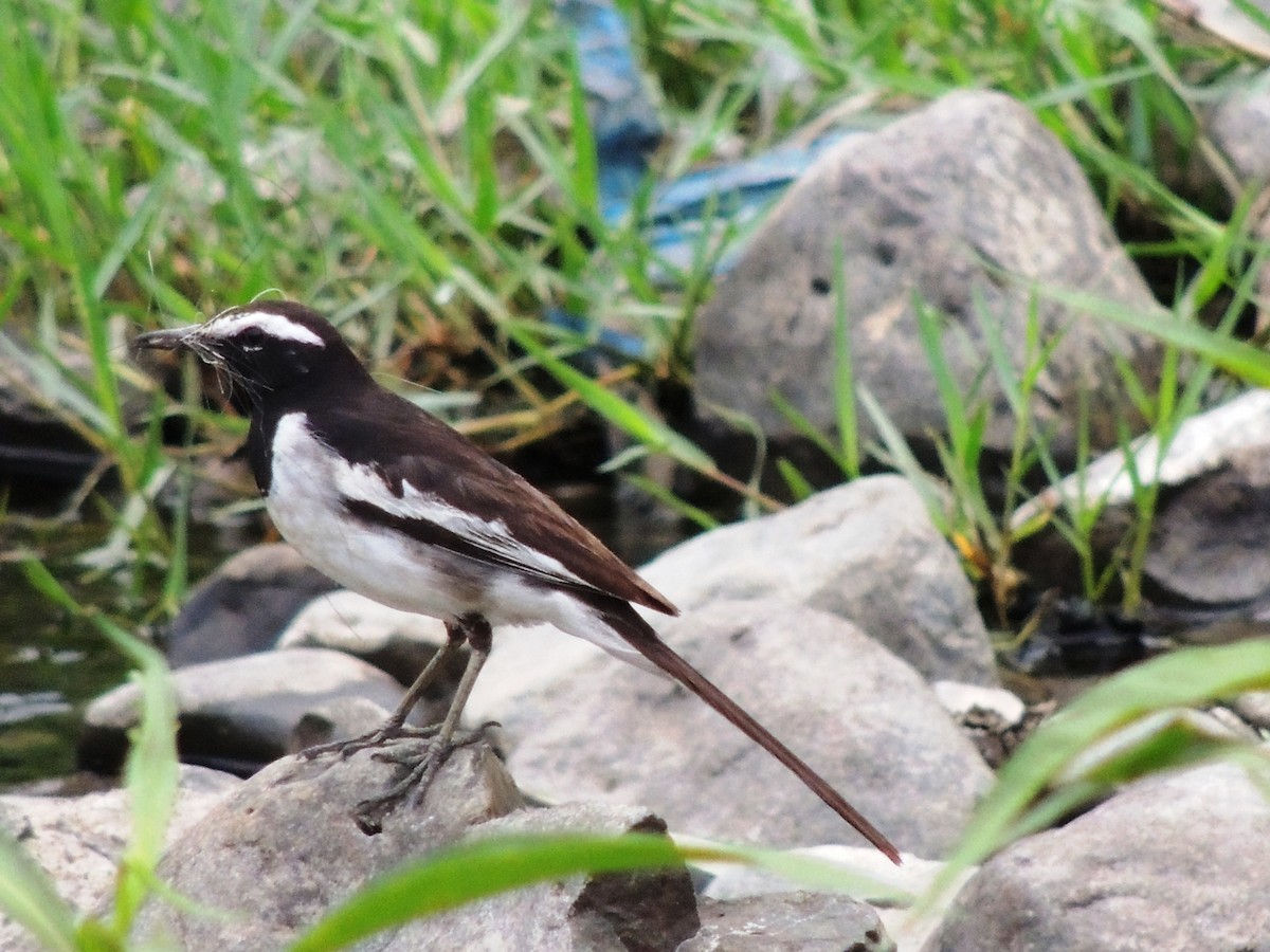 White-browed Wagtail - ML635169128