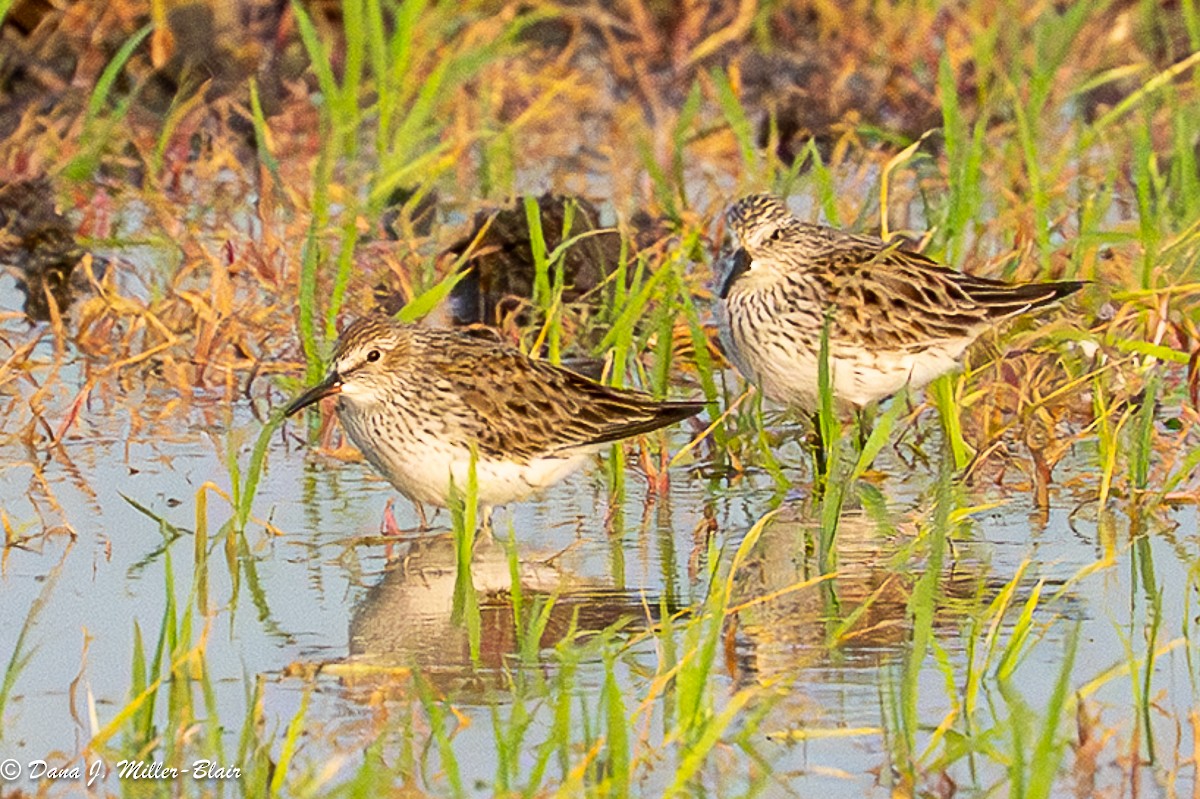 White-rumped Sandpiper - ML635169167