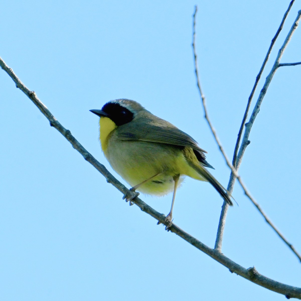 Common Yellowthroat - ML635169225