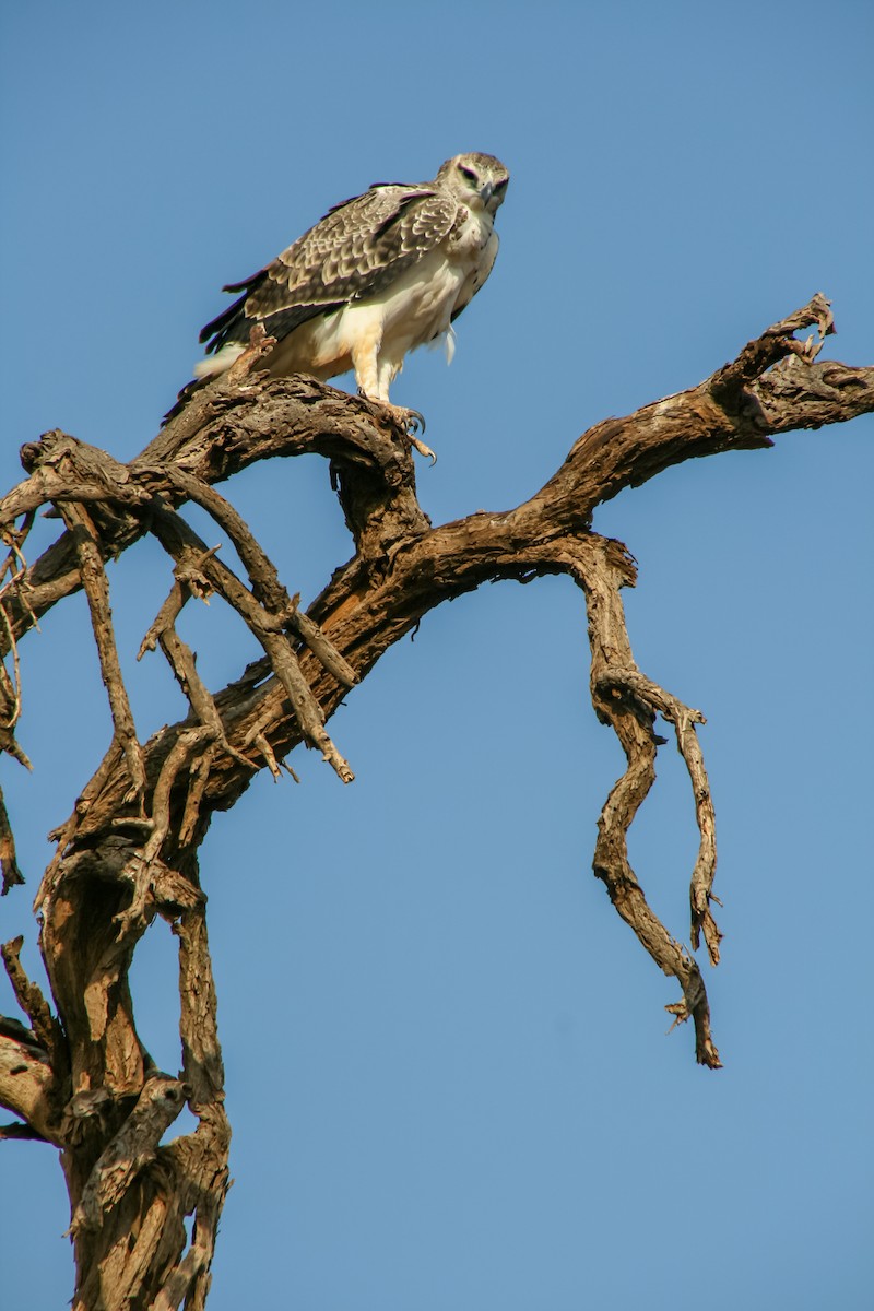 Martial Eagle - ML635169244