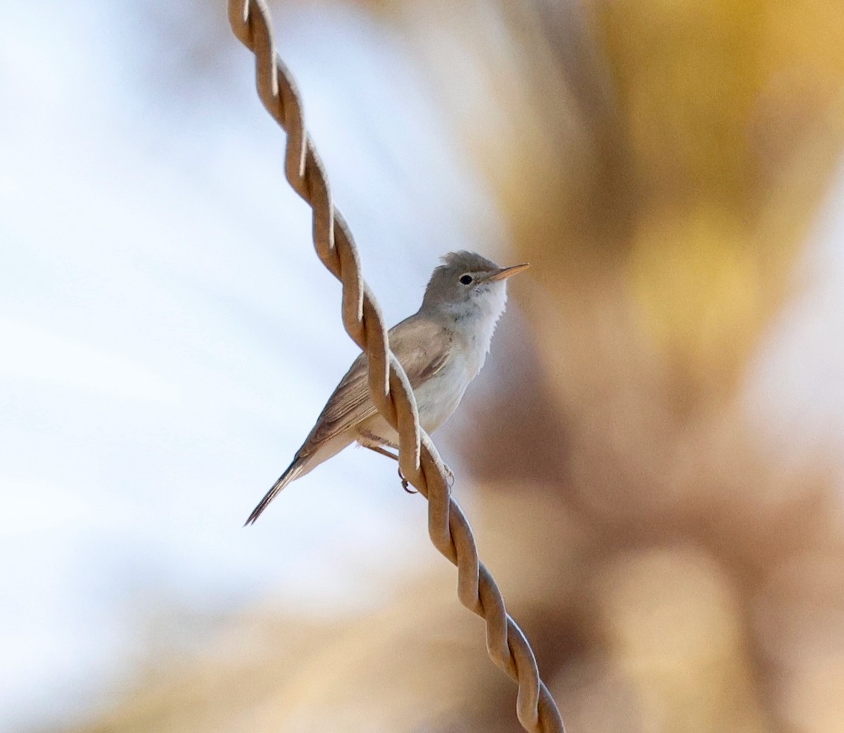Western Olivaceous Warbler - ML635169246