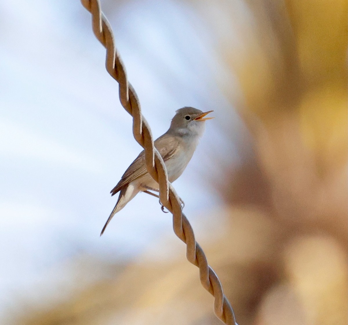 Western Olivaceous Warbler - ML635169247